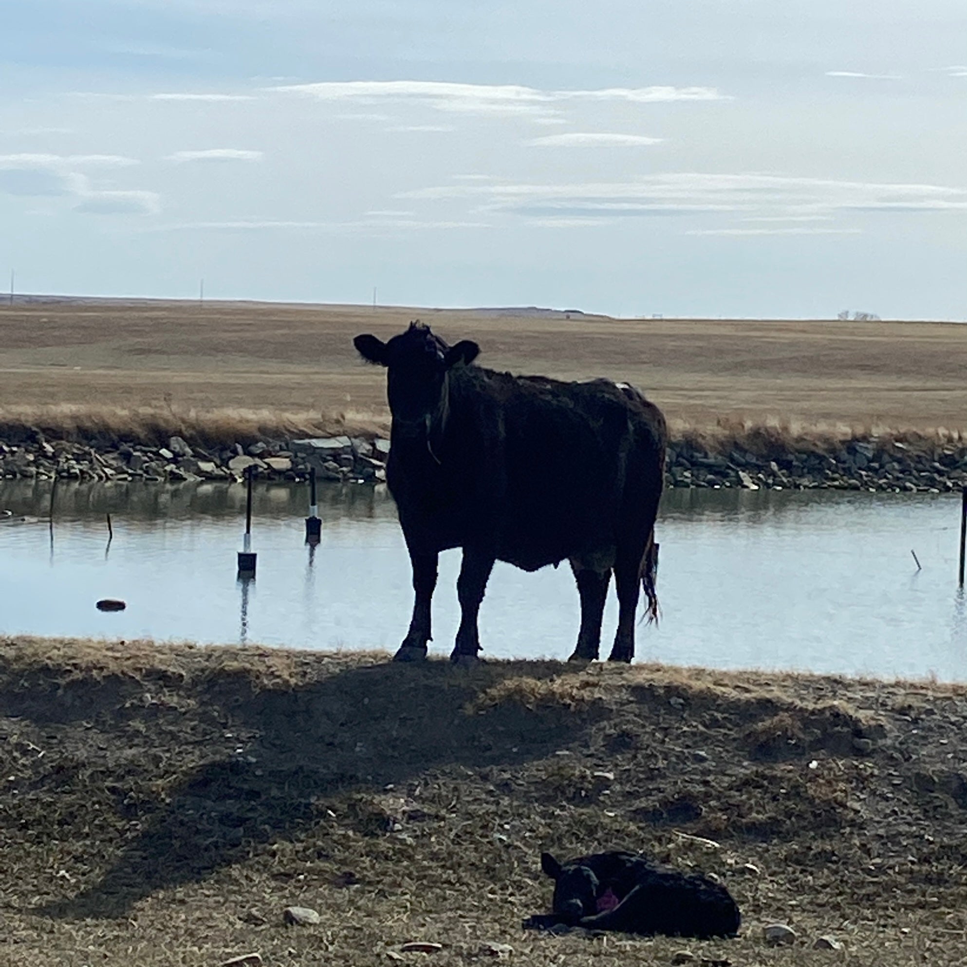 A True Montana Calf
