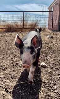 Berkshire piglet walking in a field