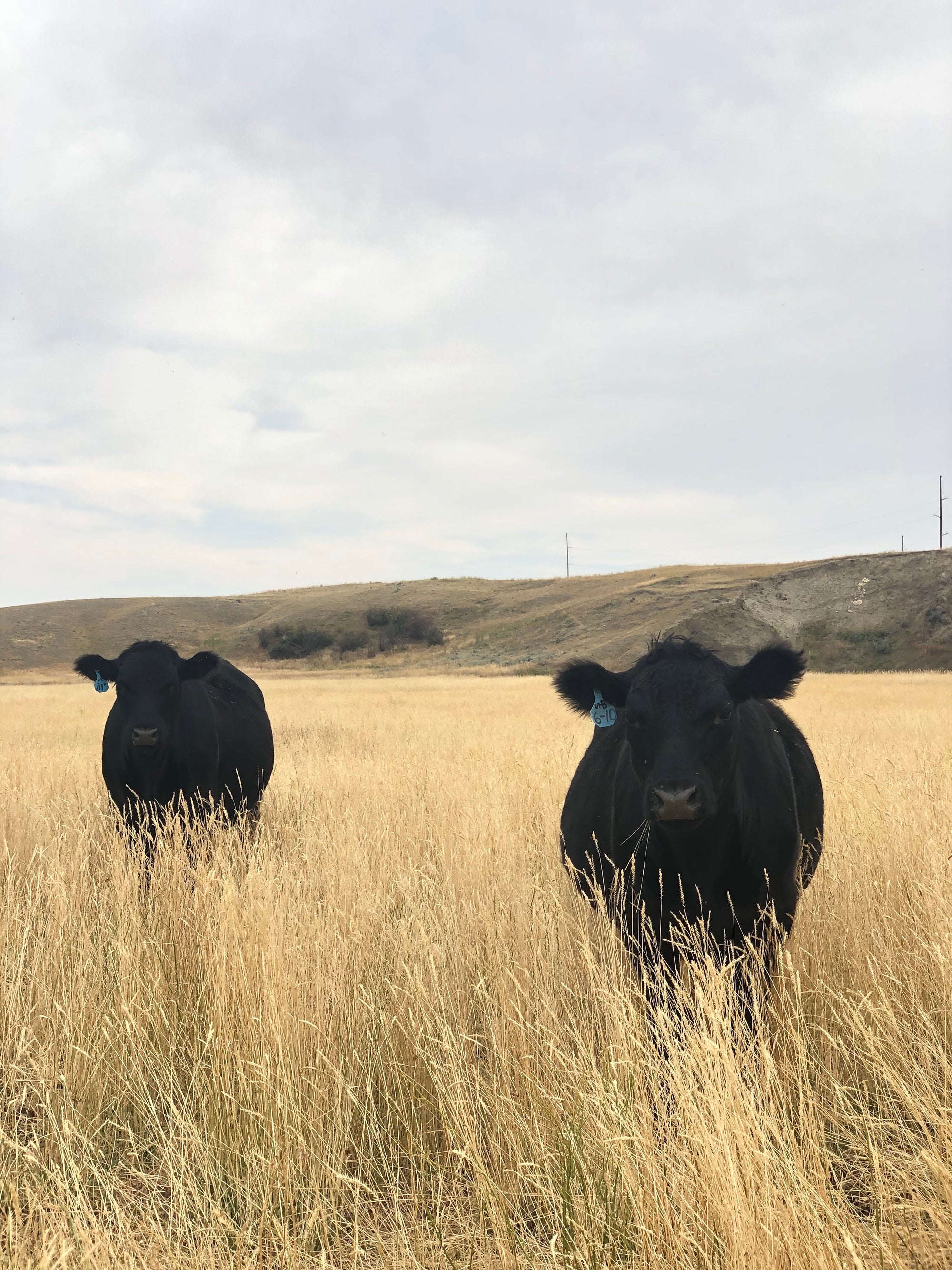 black cows standing in a golden field of grass