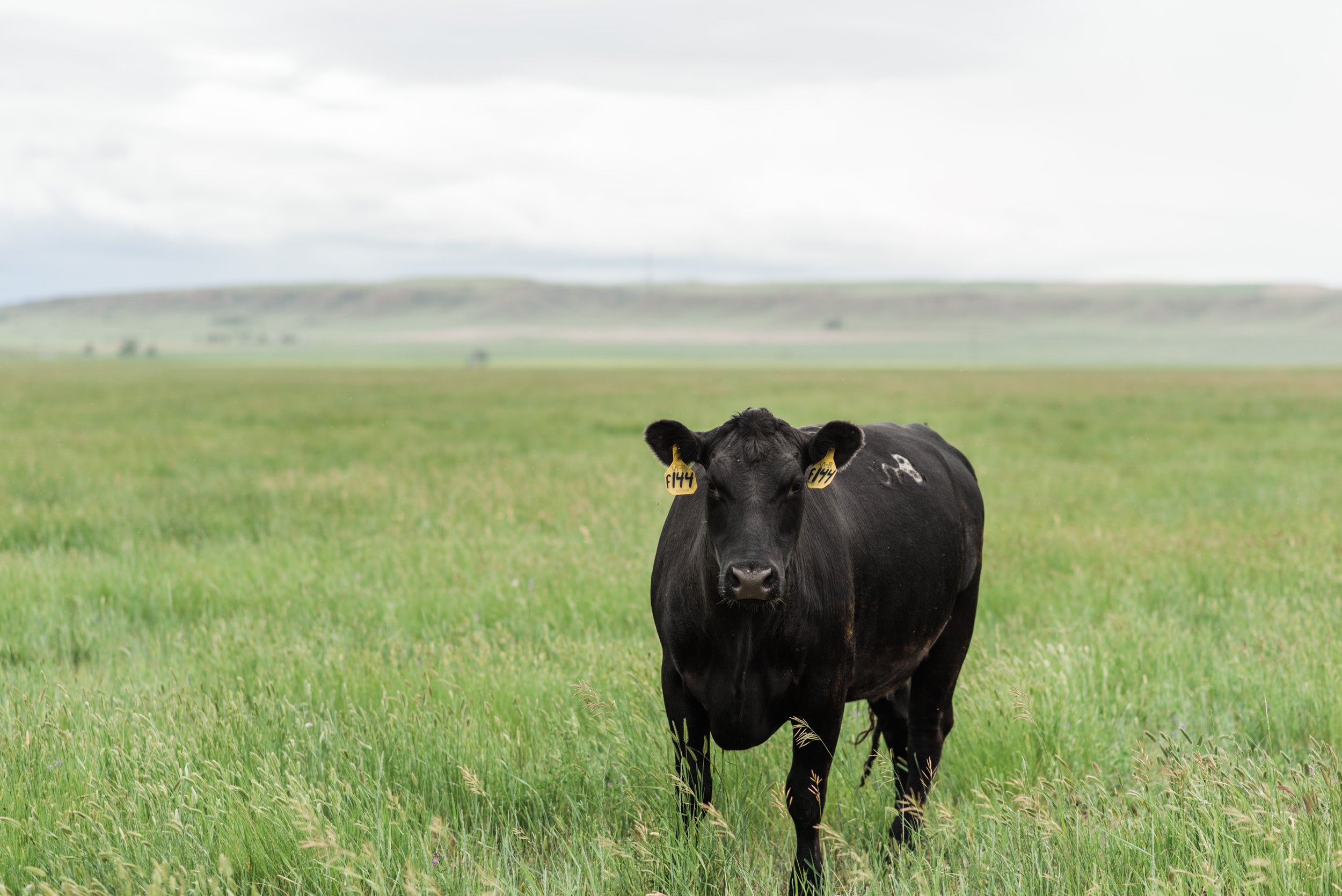 Black angus grass-few cow