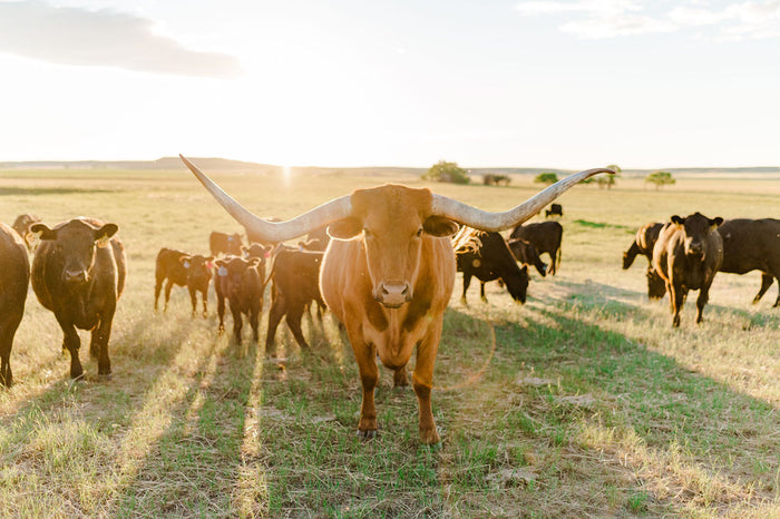 Stick Leg Ranch // Grass-fed, pastured beef from Montana to your table