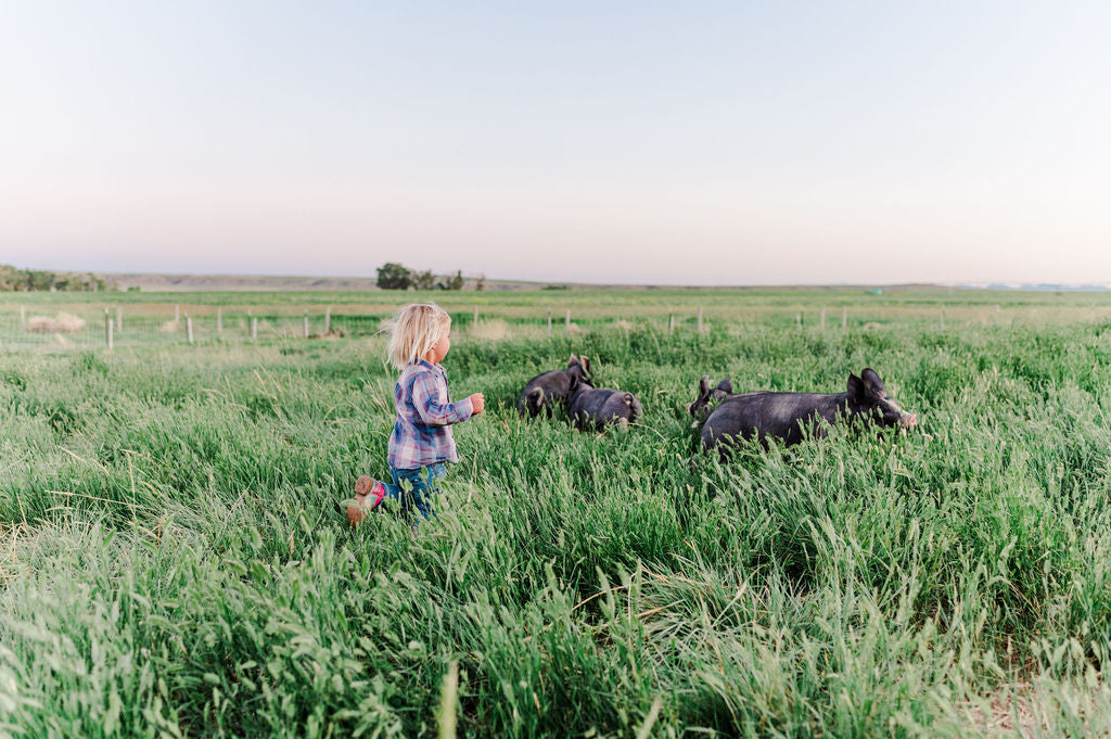 Stick Leg Ranch // Grass-fed, pastured beef from Montana to your table