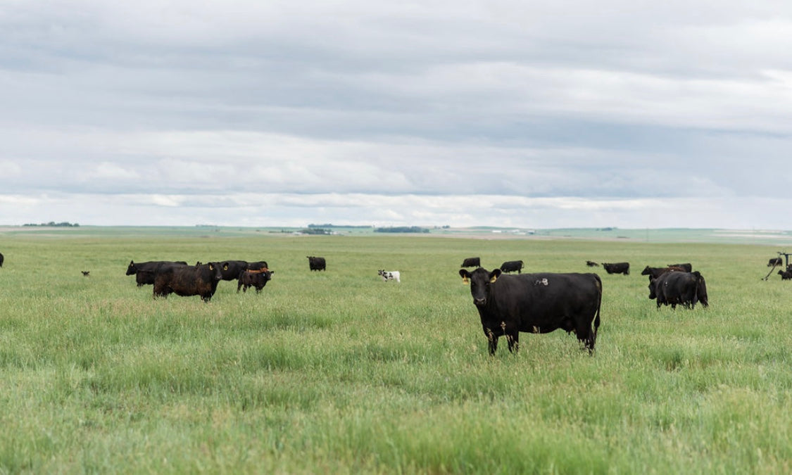 Stick Leg Ranch // Grass-fed, pastured beef from Montana to your table